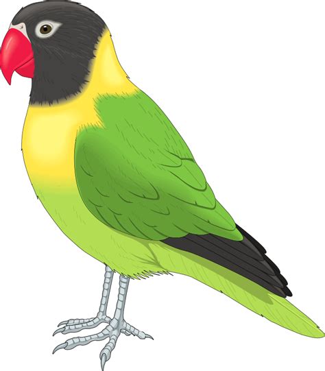 Gambar Kartun Burung Lovebird - Gambar Kartun