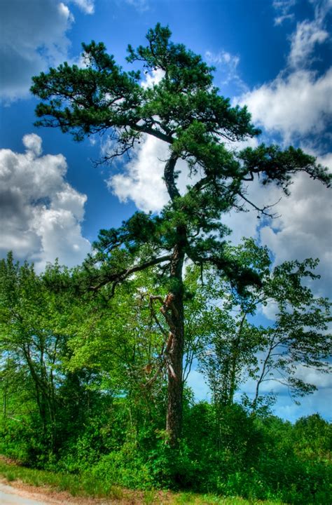 Beautiful Pine Tree Louis Dallara Photography