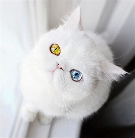 Meet Pam Pam A Tiny Kitty With Heterochromia Whose Eyes Will Hypnotize You