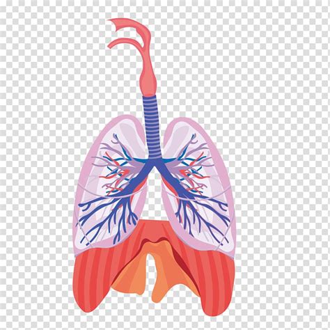 human lungs illustration lung respiratory system respiration anatomy images and photos finder