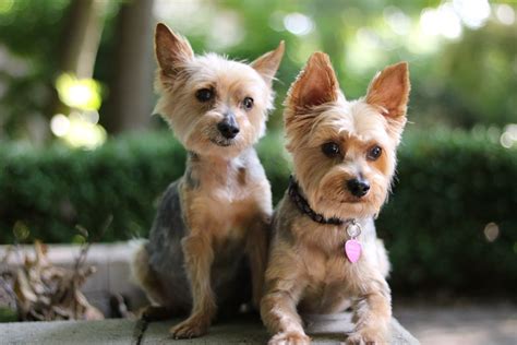 Yorkshire Terrier Breed Guide And Yorkshire Terrier Insurance Healthy