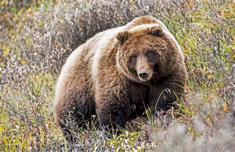 Grizzly Bear Facts Grizzlies Information
