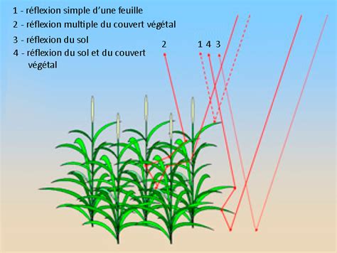 Caract Risation De La Structure D Un Couvert V G Tal