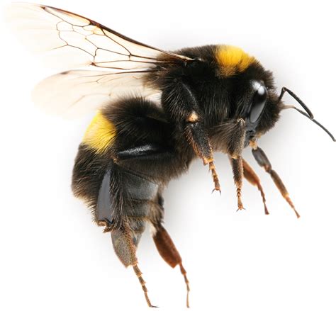 Bumblebee Png Transparent