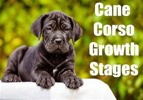 Cane Corso Growth Stages And Rate Puppy Adult Height Weight