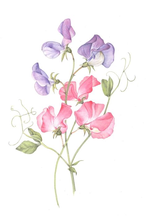 Sweet Pea Flower Drawing At Explore Collection Of