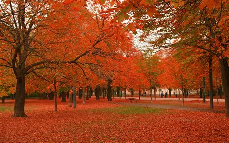 Beautiful Autumn Trees Wallpapers 2560x1600 2452523