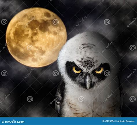 Owl And Full Moon Stock Photo Image Of Scene Darkness 60223654
