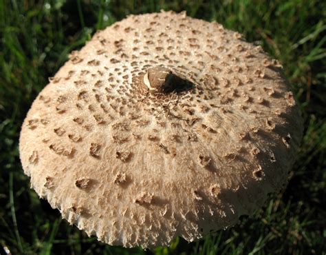 Parasol Mushroom (Macrolepiota procera) Mushroom-Collecting.com