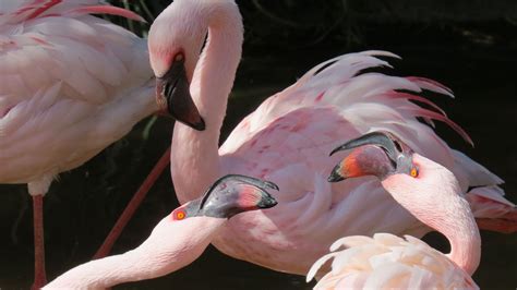 Safari Spotlight: Lesser Flamingo - Safari West