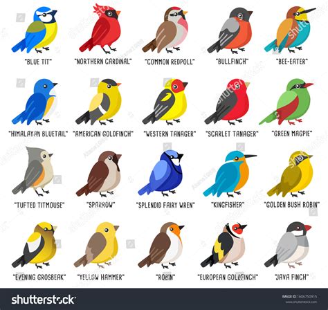 Different Type Birds Collection Isolated On Stock Vector Royalty Free