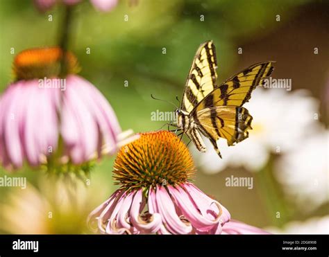 Black Yellow Butterflies Hi Res Stock Photography And Images Alamy