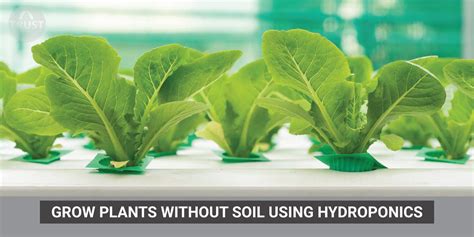 Grow Plants Without Soil Using Hydroponics Trustbasket