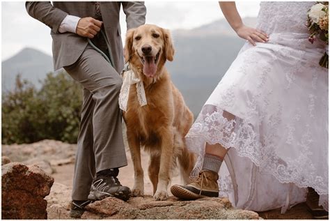 How To Include Your Dog In Your Wedding Dog Weddings
