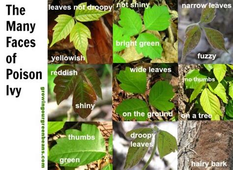 The Many Faces Of Poison Ivy Poison Ivy Plants Ivy Plants Identify