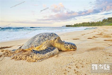 Green Sea Turtle Chelonia Mydas On Turtle Bay Laniakea Beach