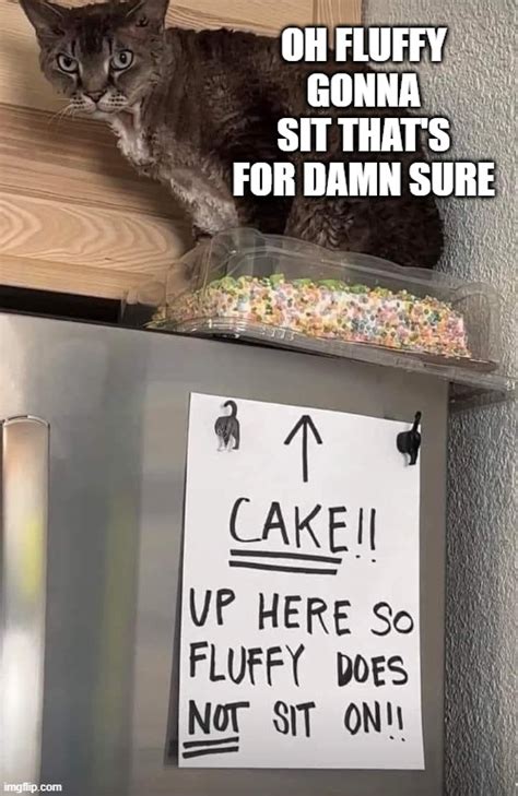 Cat Fluffy Will Sit On Cake Imgflip