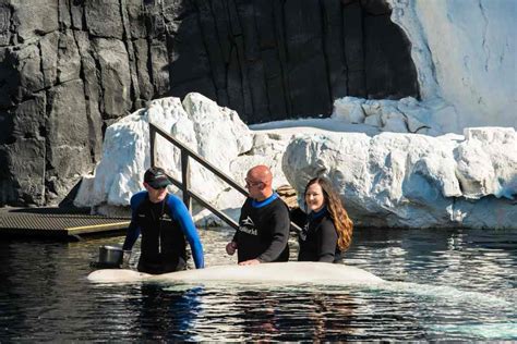 My Incredible Experience With The Beluga Whale Interaction Program At