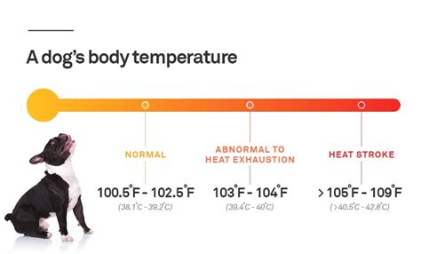 How To Take A Puppys Temperature The Dogman