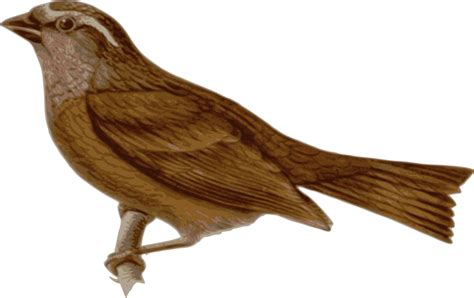 House Sparrow Png Image Png Mart
