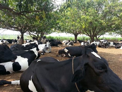 Loose Housing Dairy Farm In India Powergotha