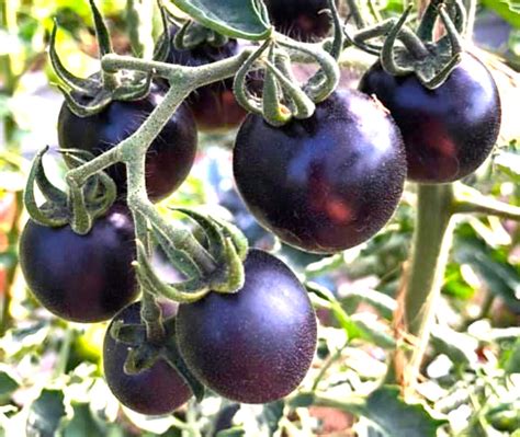 Helsing Junction Blue Tomato Seeds Tims Tomatoes