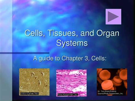 Ppt Cells Tissues And Organ Systems Powerpoint Presentation Id264481