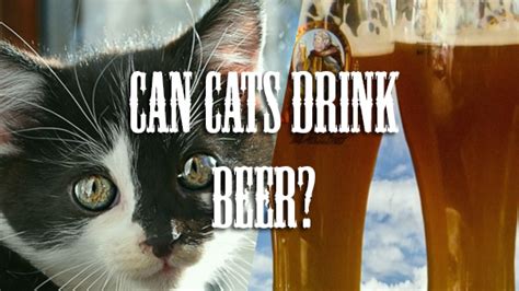 Can I Give My Cat Beer Pet Consider