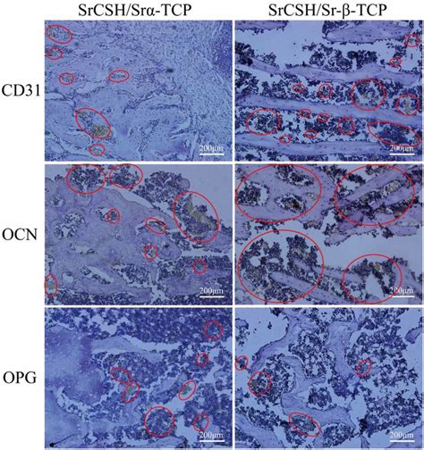 Immunohistochemical Staining Of Cd31 Ocn And Opg At 24 Weeks After