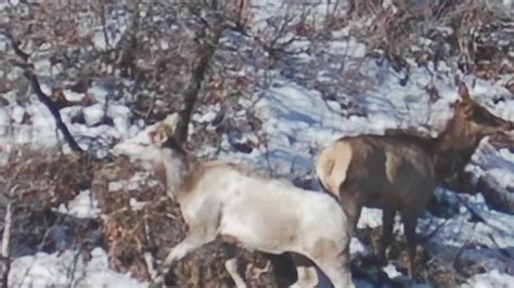 1 In 100000 Piebald Cow Elk Spotted In Colorado Fox31 Denver