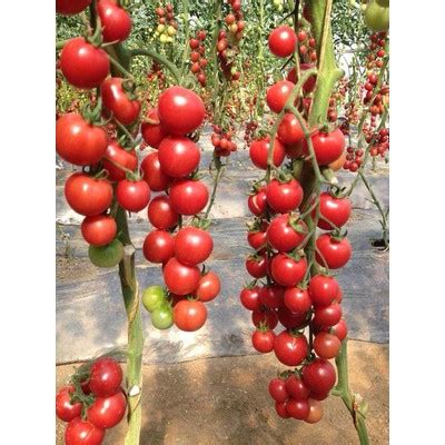 Jual Benih Bibit Biji Tomat Cherry Chery Ceri Shopee Indonesia