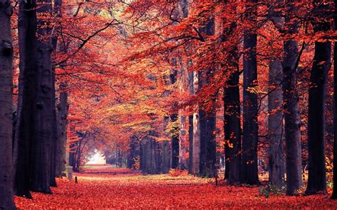 Nature Landscape Fall Leaves Path Trees Park Tunnel