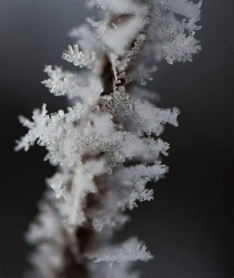 Science Of Hoarfrost And Rime Ice The Adirondack Almanack