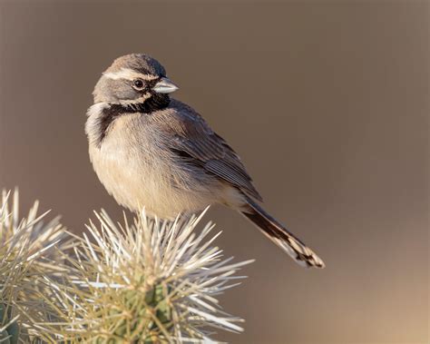 Discover The Desert Birds Of The Southwest Birds And Blooms