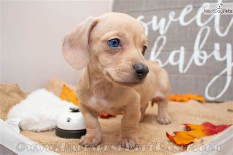 Favorite this post jan 17 dachshund puppy/$375.00 (san antonio). Dachshund puppy for sale near San Antonio, Texas. | bfeb6e99-e631