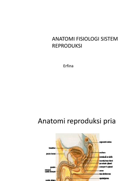 Pdf Anatomi Fisiologi Sistem Reproduksi Dokumen Tips