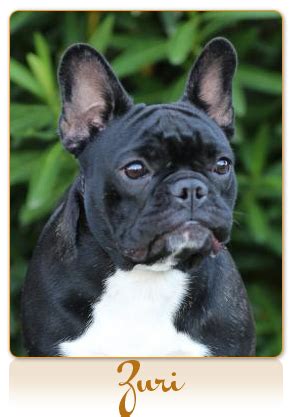 I am very happy to hear from previous purchasers. Caramuru Kennel :: Boston Terriers and French Bulldogs ...