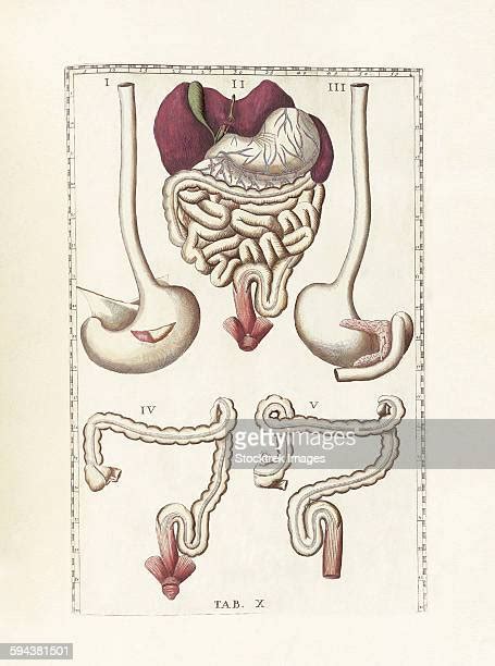 Transverse Colon High Res Illustrations Getty Images