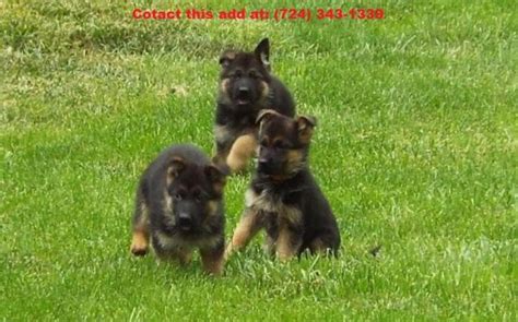 Pet supplies in tallahassee, florida. AKC register German Shepherd Puppies for adoption for Sale ...