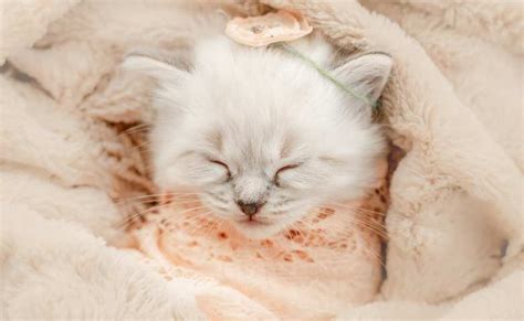 Ragdoll Kitten Photos Newborn Style Stock Photo By 49 Off