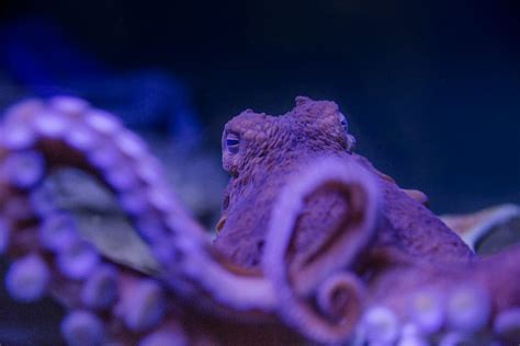 Its World Octopus Day 🐙 Were National Aquarium