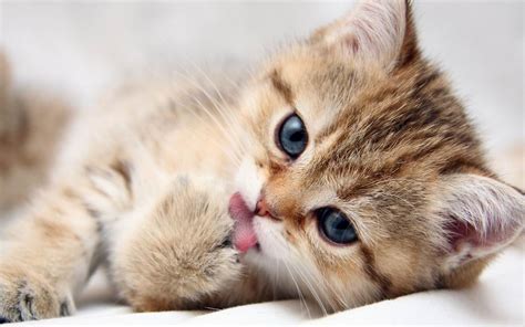 10 Hình ảnh đẹp Về Chú Mèo Dễ Thương Kute Nhất Phần 1 Yêu Thứ Cưng