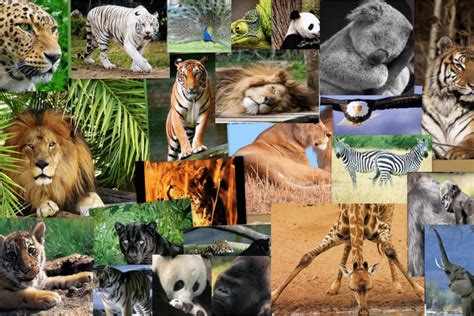 ¡celebra En El Aula El Día Mundial De Los Animales Con Estos Recursos