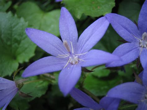 アルペンルートとは イベント 楽しみ方 時刻表 運賃・きっぷ アクセス 総合案内 よくある質問. 道草:カンパニュラ・アルペンブルー