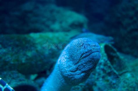 Moray Eel In A Coral Reef Stock Image Image Of Underwater 236039315