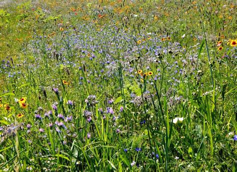 Meadow Full Of Flowers Stock Image Image Of Green Meadow 129661447