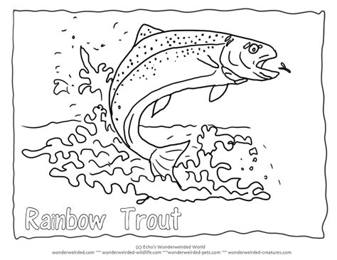 Rainbow Trout Coloring Page Rainbow Trout Picture For Fish Coloring Home