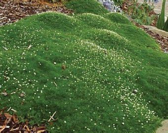 Zone 4 is our buffer between our cultivated land and the natural wilderness we will find beyond it. Creeping Thyme ground cover, 1000 seeds, fragrant herb ...