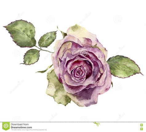 Watercolor Rose With Leaves Hand Painted Vintage Floral Illustr Stock