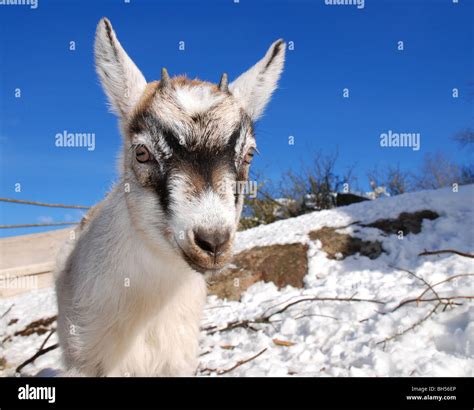 Baby Goat Hi Res Stock Photography And Images Alamy